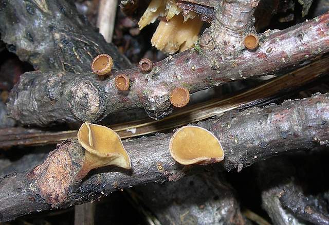 I  Funghi  dopo  l''Uragano